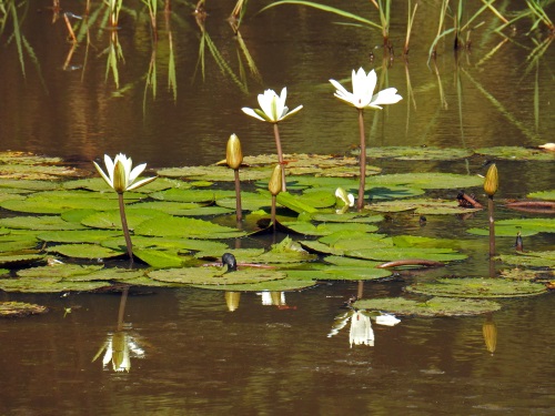 Abuko Nature park - Bezienswaardigheden Gambia