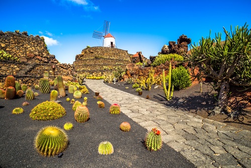 Cactustuinen van Guatiza - Top 10 bezienswaardigheden Lanzarote