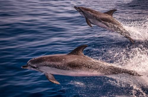Dolfijnen spotten - Top 10 bezienswaardigheden Lanzarote