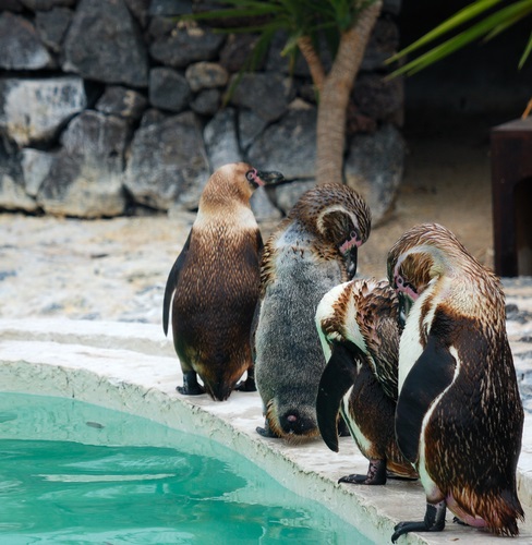 Guinate Tropisch Park en Pinguïn Paradijs - Top 10 bezienswaardigheden Lanzarote