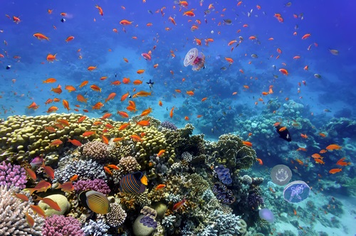 Koraalriffen - Bezienswaardigheden Marsa Alam