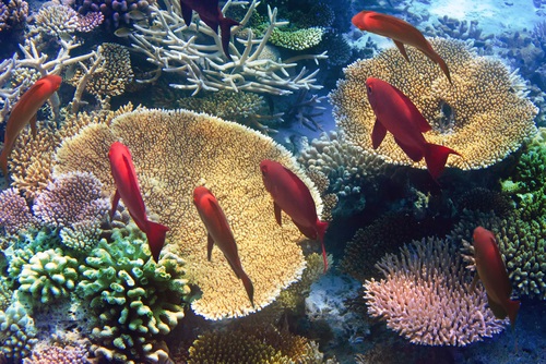 Koraalriffen-Bezienswaardigheden-Mauritius
