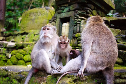 Monkey-Forest-Bezienswaardigheden-Bali