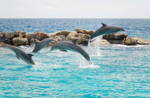 Zwemmen-met-dolfijnen-Bezienswaardigheden-Curaçao